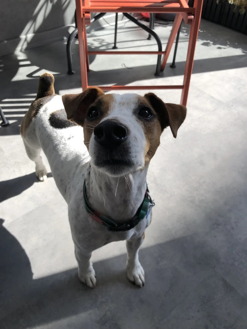 Jack's Dog Cafe: Kadıköy'ün Sevimli Dostunuza Özel Mekanı