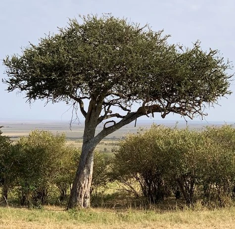 Masai Mara'da Safari