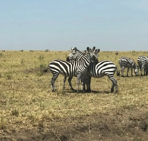Masai Mara'da Safari