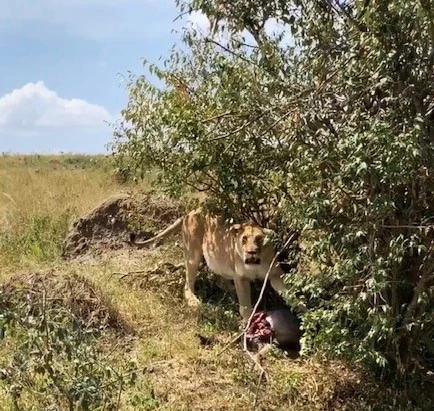 Masai Mara'da Safari