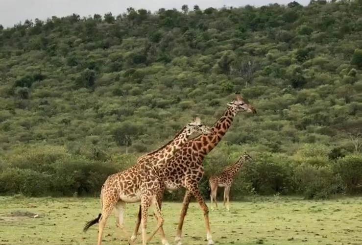 Hakuna Matata: Zanzibar'dan Kenya'ya Macera Dolu Bir Tur