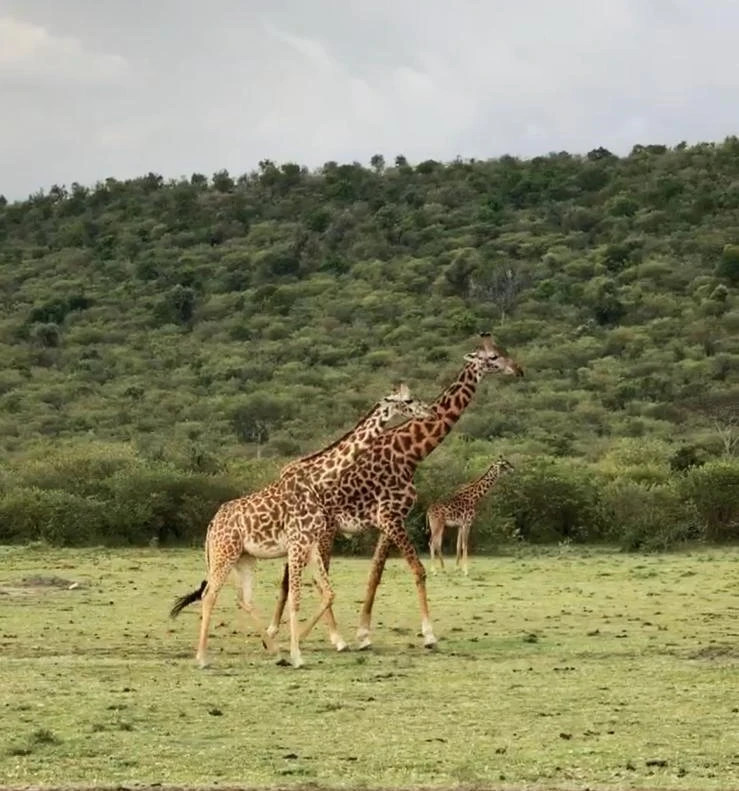Hakuna Matata: Zanzibar'dan Kenya'ya Macera Dolu Bir Tur