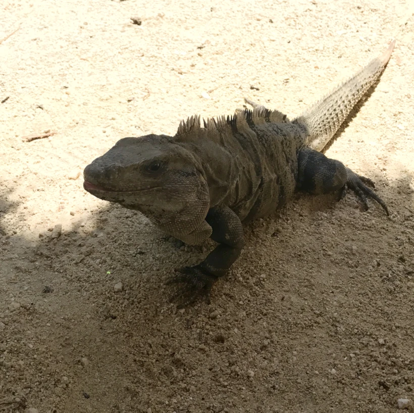 Xcaret Hotel, Cancun: Meksika'nın Yeşillikler İçindeki Oteli
