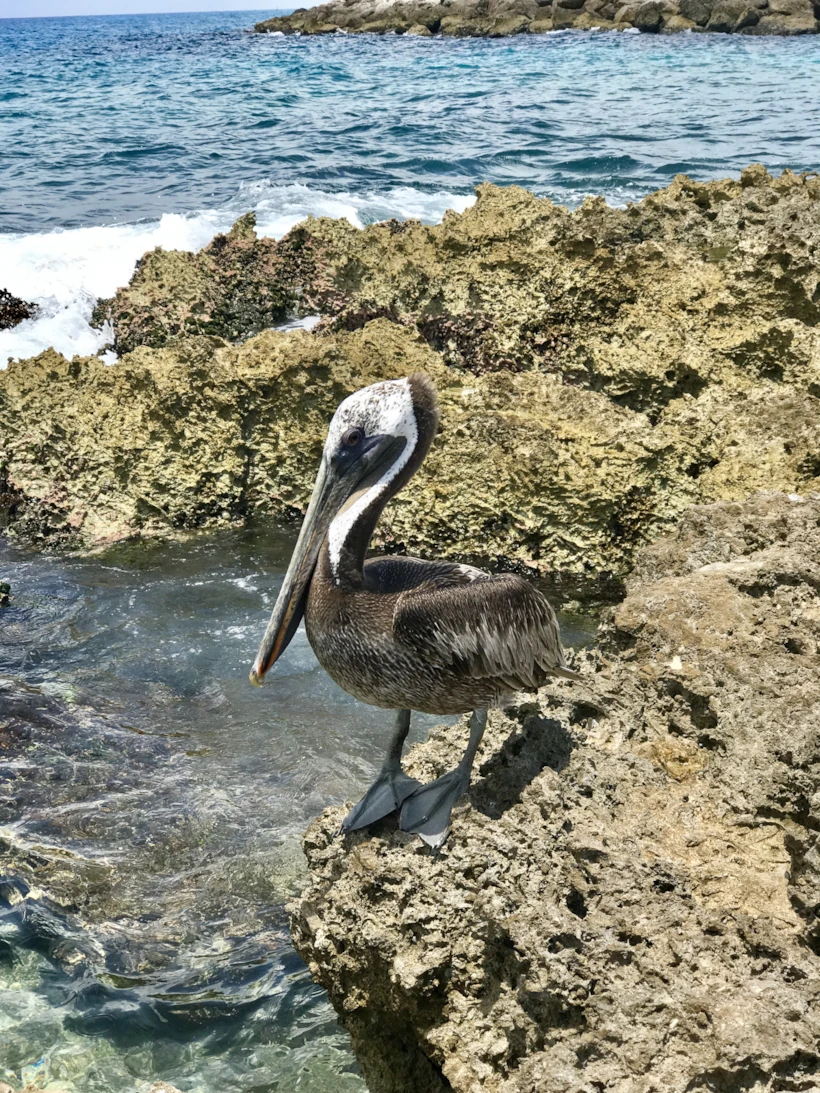 Xcaret Hotel, Cancun: Meksika'nın Yeşillikler İçindeki Oteli