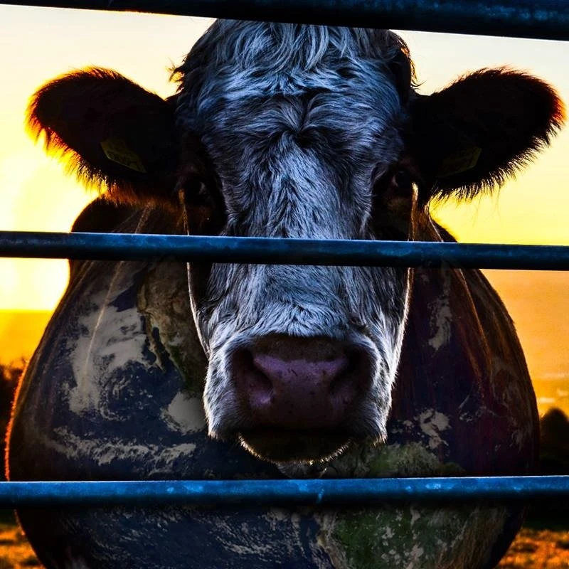 Fotoğraf: Twitter.com / Cowspiracy