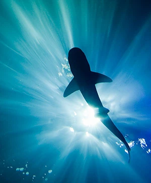 Fotoğraf: thedubaiaquarium.com
