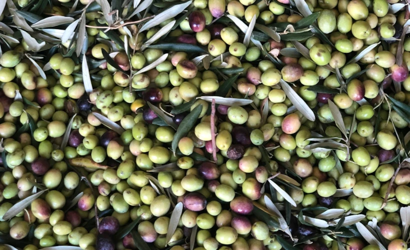 Bir Zeytin Hasadı Hikayesi: Ayvalık'ta Lezzet Dolu Üç Gün
