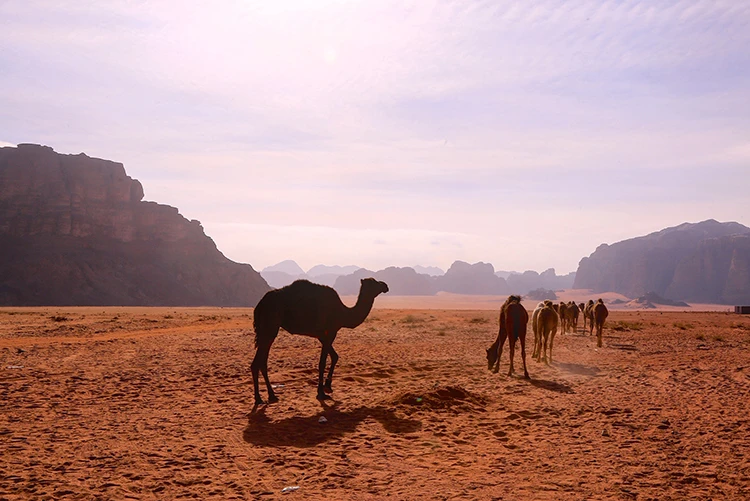 El-Hazne