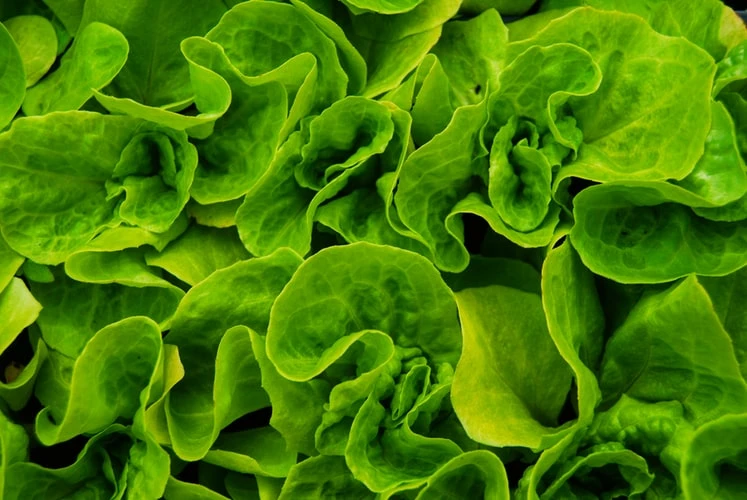 Dünya Vegan Günü Sonrası: Detaylı Bir Durum İncelemesi