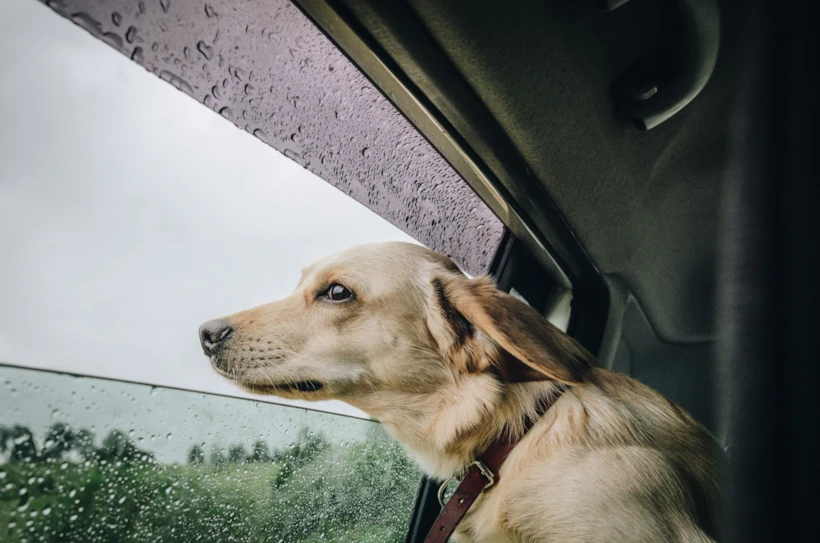  Fotoğraf: Unsplash.com / Daniil Silantev