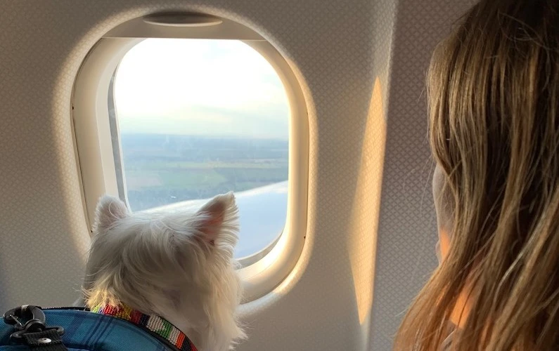 Köpeklerle Seyahat: Dikkat Etmeniz Gereken Her Şey
