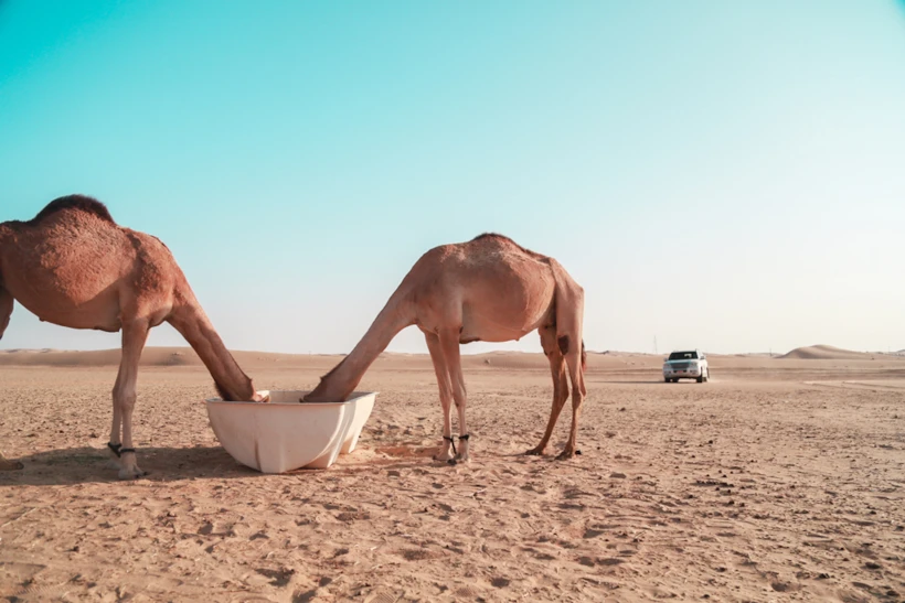 Lahbab Çölü, Dubai 