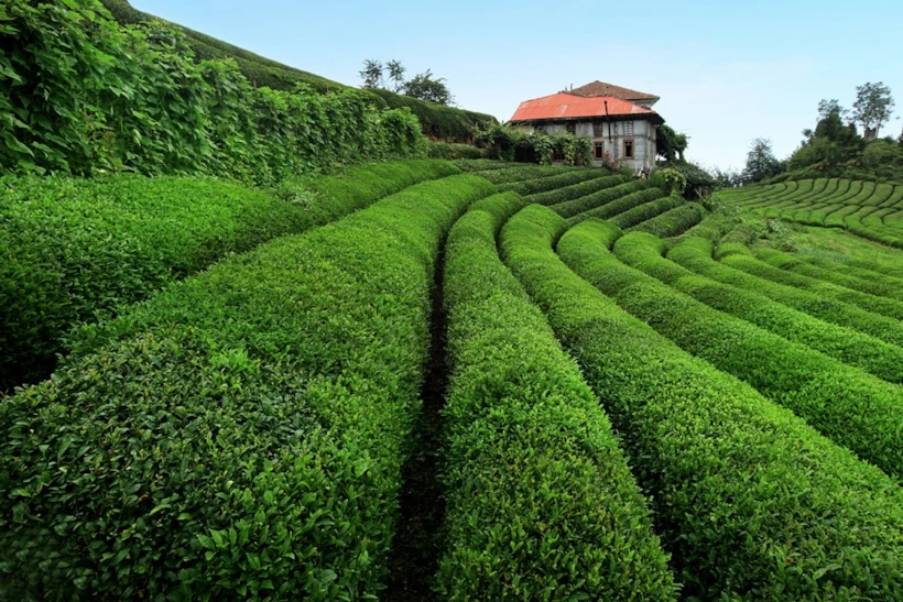 Çay Tarlaları