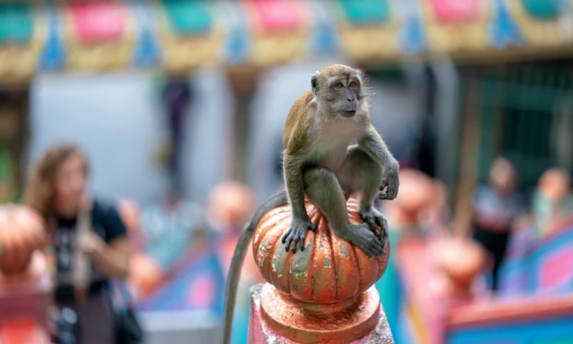 Batu Caves Yolundaki Maymunlar, Malezya