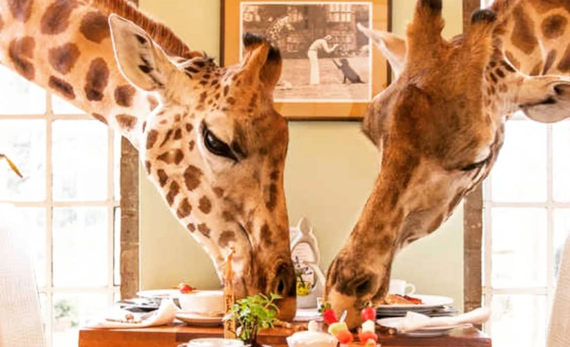 Giraffe Manor: Kenya'da Zürafalarla Çevrili Bir Butik Otel