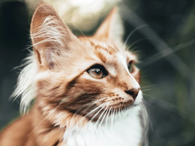 Kedi Davranışları: Minik Sırları Çözüyoruz!