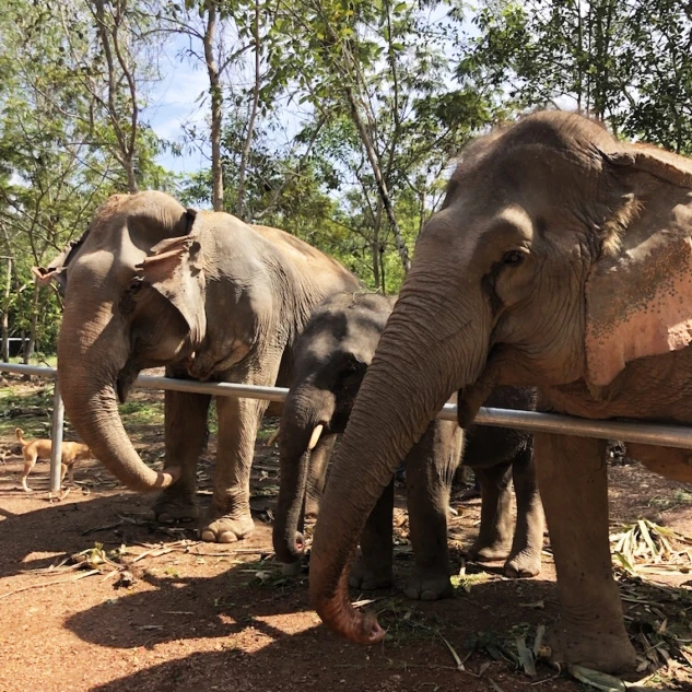 Sağdan Sola Doğru: Somkid, Frank, Thangthai 