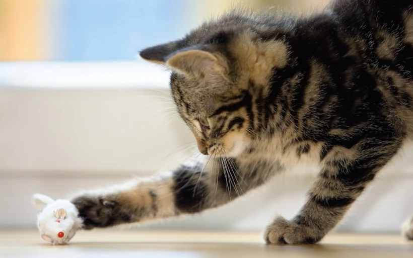Kedi