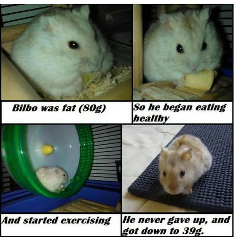 Bilbo Kilo Veren Hamster 