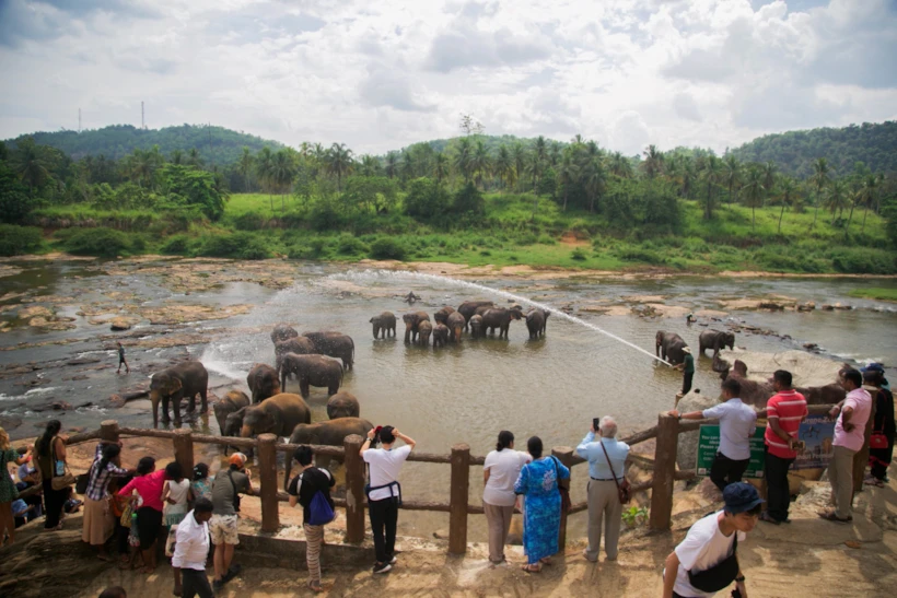 Pinnawala Fil Yetimhanesi, Sri Lanka 