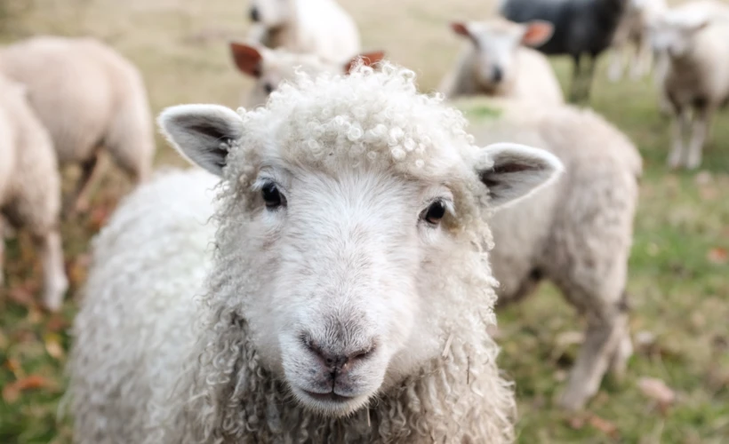 Bir Aydınlanma Konusu Olarak Veganlık: Geçtiğim Yollar