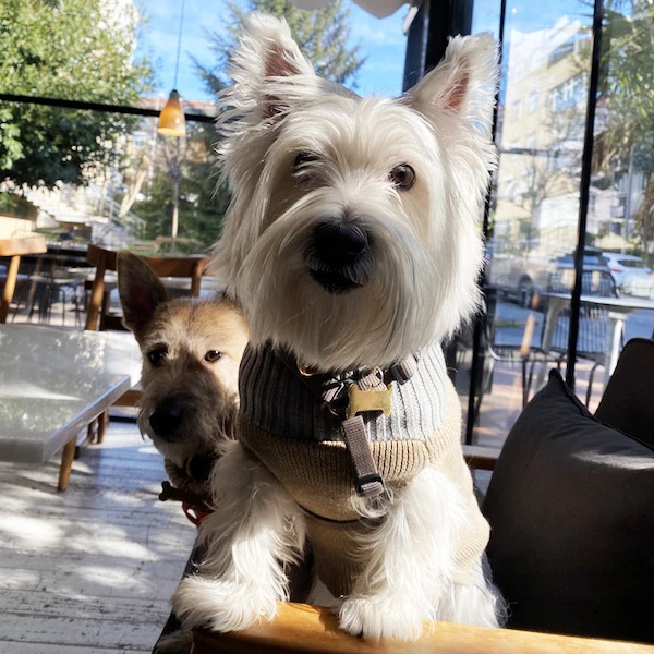 Coco ve Sophie 