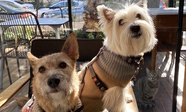 Sophie, Coco ve Kedi