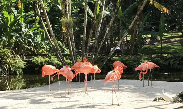 Flamingo Garderns 