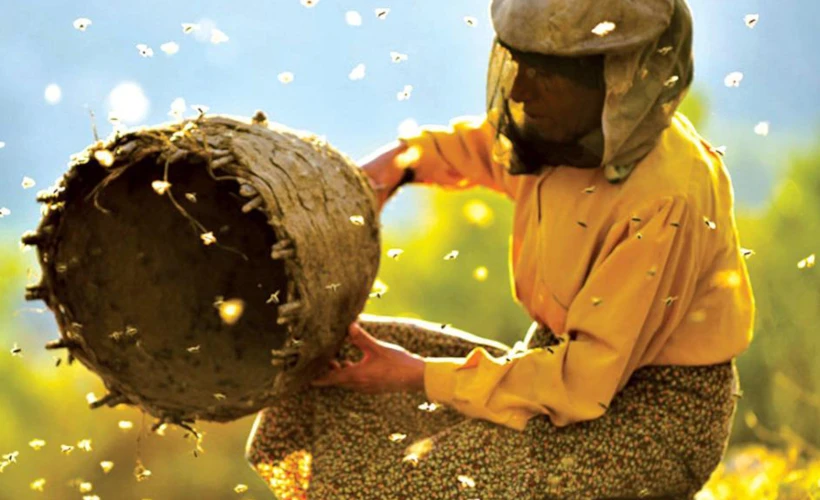 Honeyland: Bir Arıcının Mücadelesini Anlatan Belgesel Film