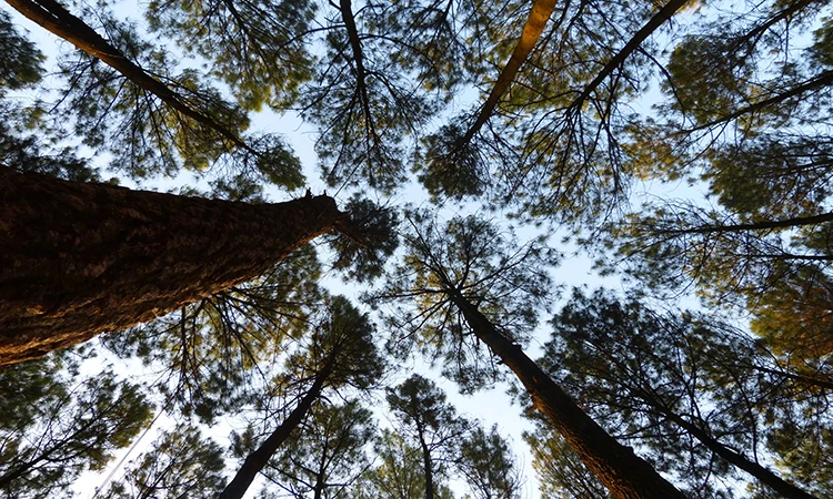 Taç Utangaçlığı