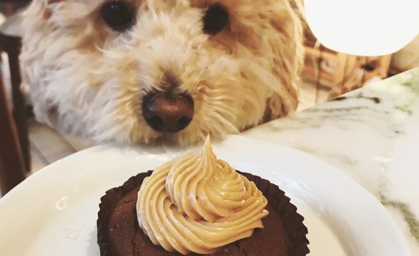 Minval: Köpeklerinizle Gidebileceğiniz Rahat Bir Mekan