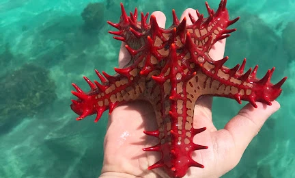 Saint Anne Marine National Park 