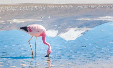 Flamingolar