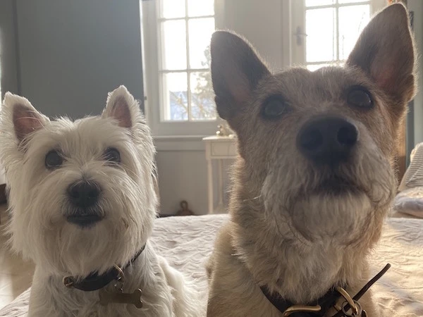 Coco ve Sophie