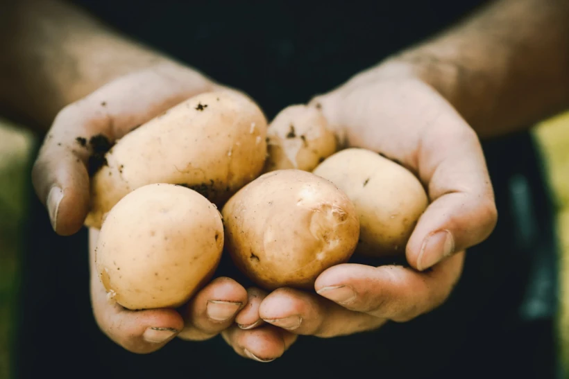 irlanda mutfağı - patates