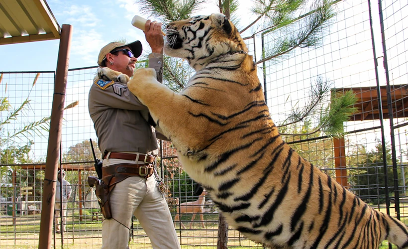 Tiger King: Netflix'ten Gerçek Bir Amerikan Çılgınlığı