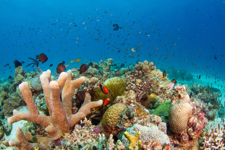 Coron Adası'ndaki Mercan Kayalıkları 