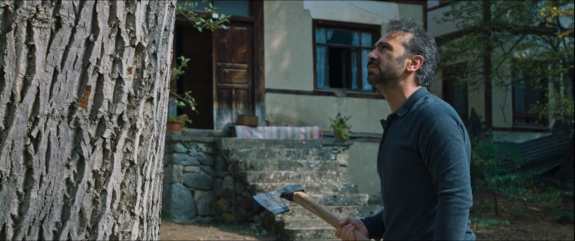 ceviz ağacı