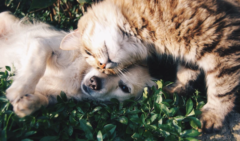 Fotoğraf Altyazısı | Krista Mangulsone (unsplash.com)