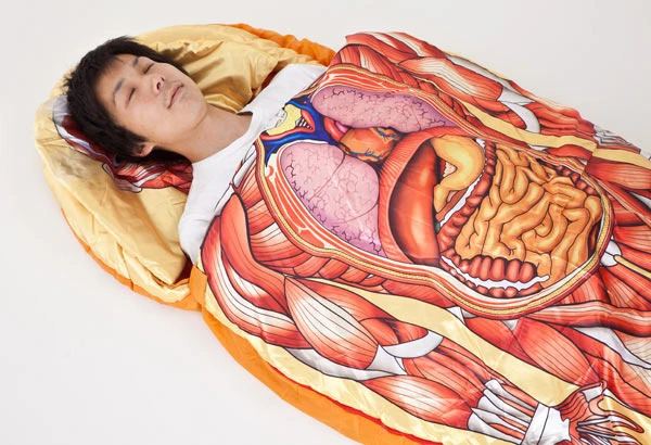 Abdominal Anatomi