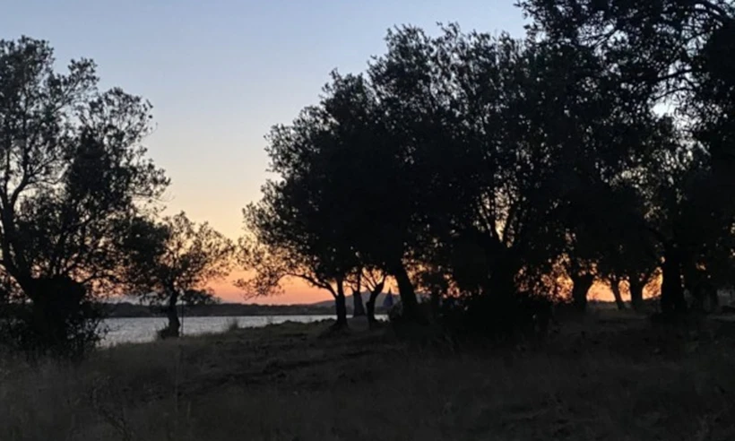 Trata Ayvalık 