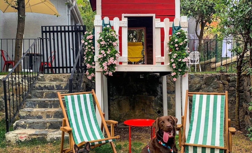 Roka Pups Cafe: Zekeriyaköy'ün Hayvan Dostu Mekanı