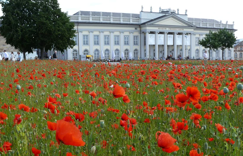 Poppy Fields, 2007
