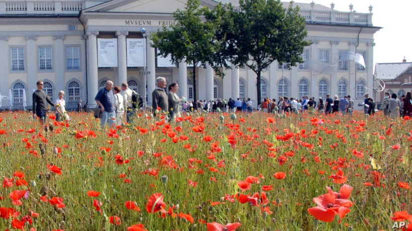 Poppy Fields, 2007