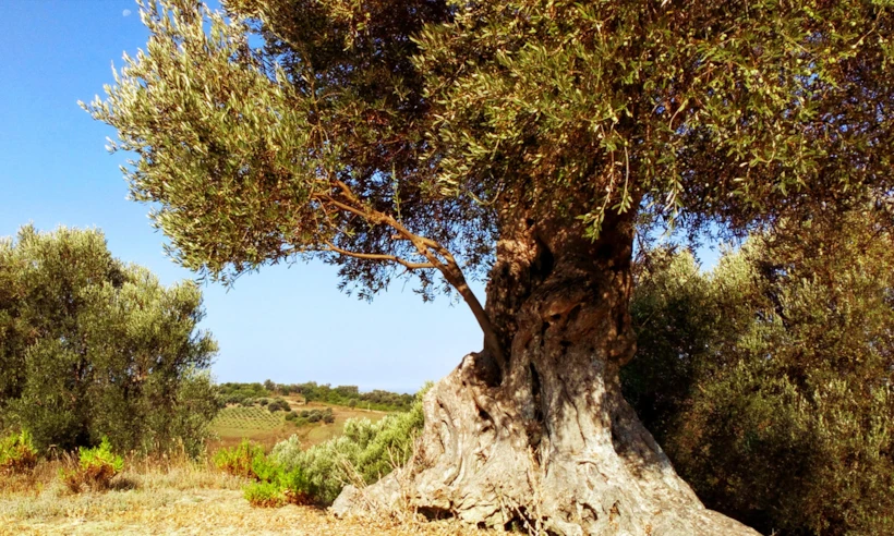 zeytin-agaci