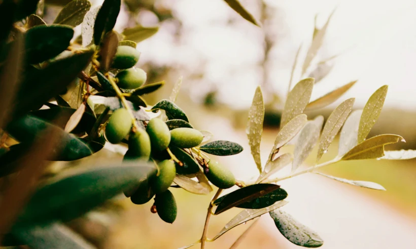 Zeytin Dalı