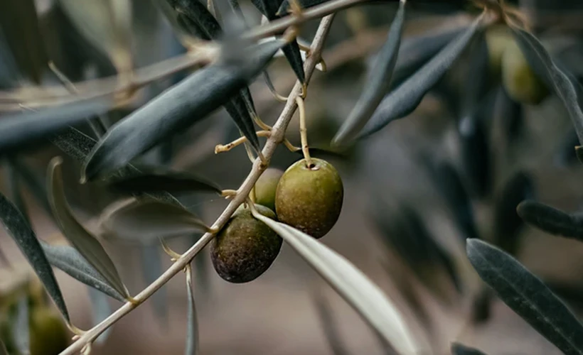Zeytin ve Zeytinyağı: Mitolojide, Tarihte ve Güncel Yaşamda