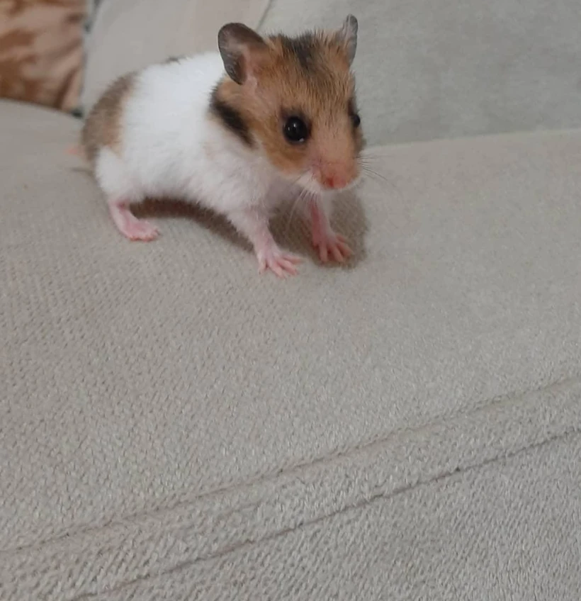 Hamster 