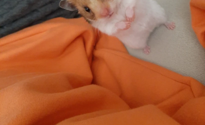 Hamster: Fare Önyargısından Uzak, Temiz ve Düzenli