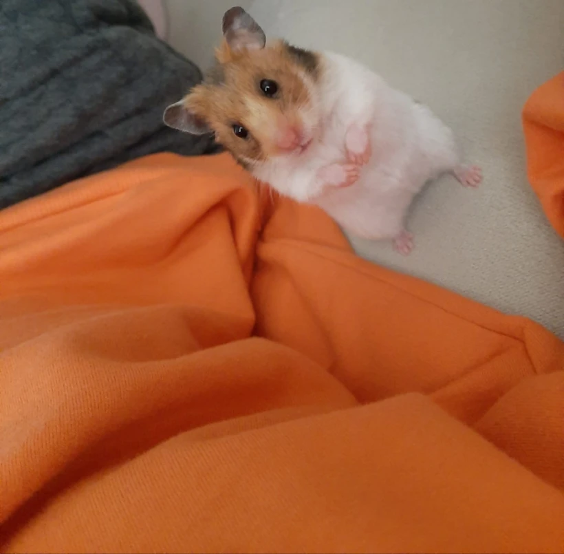 Hamster 